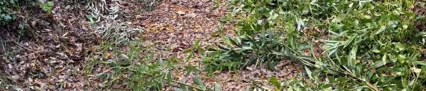 Ramassage des feuilles