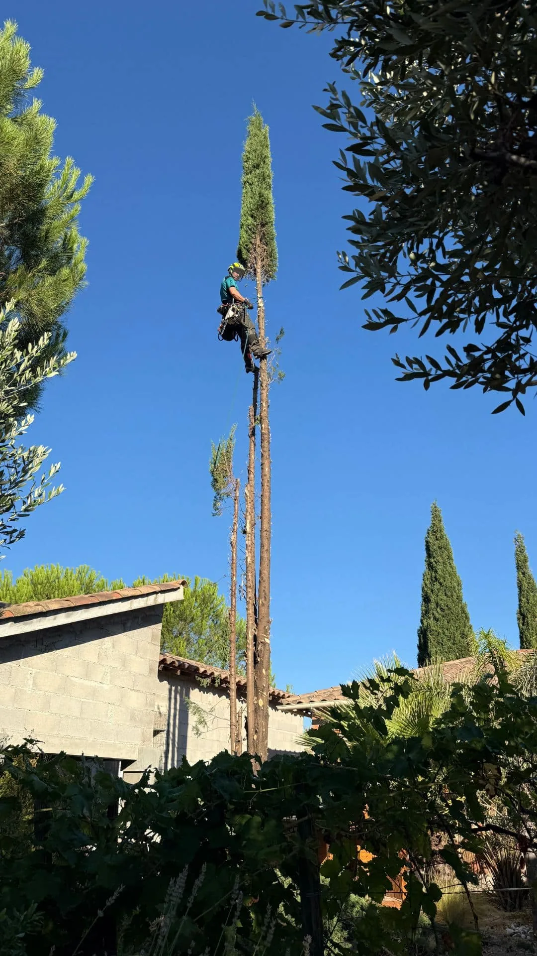 Intervention sur arbre