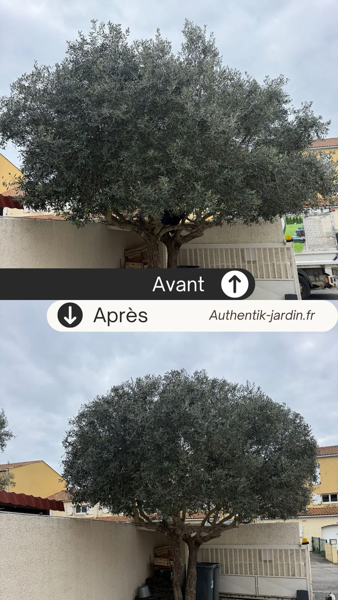 Taille d’un olivier