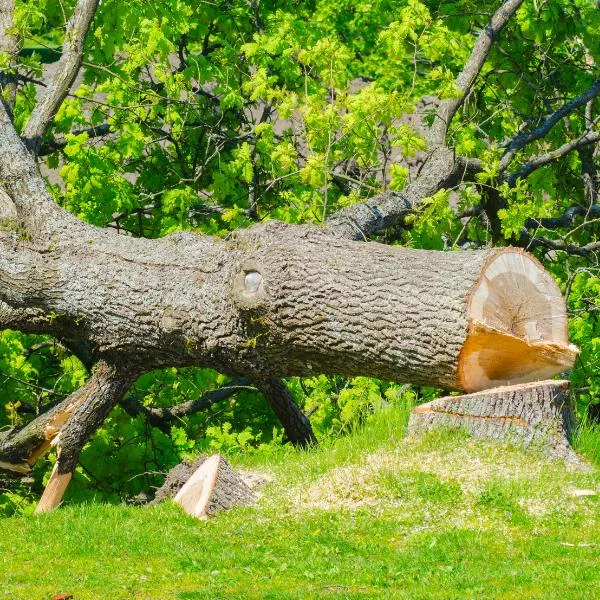 Abattage d’arbres — Authentik Jardin