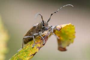 longicorne maladie mûrier platane